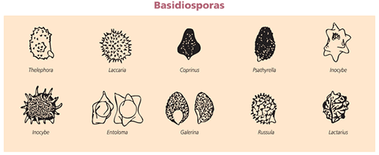 Basidiosporas