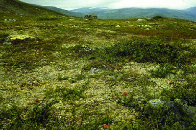 Vegetación alpina y ártica