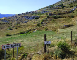 Coto de setas (Calocybe gambosa) en Valdorria (León).