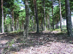 Eliminación de matorral en un pinar, Pinus sylvestris.