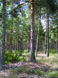 Poda del pinar de Camposagrado (León).