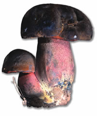 Boletus erythropus.