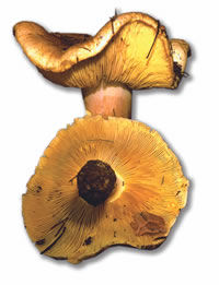 Tricholoma auratum.