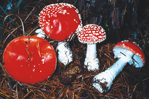 Amanita muscaria