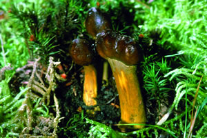 Cordyceps capitata, parasitando especies del género Elaphomyces