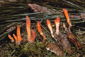 <em>Cordyceps militaris</em>, parasitando a la procesionaria