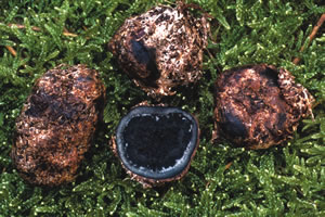 Elaphomyces mutabilis