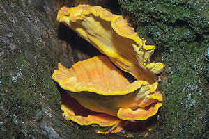 Laetiporus sulphureus