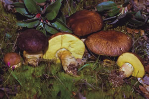 Leccinum corsicum