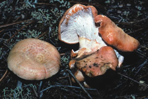 Peckiella lateritia, parasitando a Lactarius deliciosus
