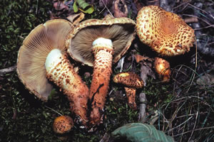 Pholiota squarrosa