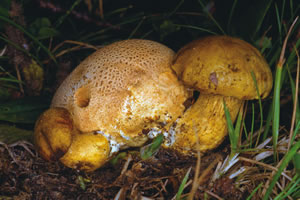 Sleroderma citrinum, parasitado por Xerocomus parasiticus