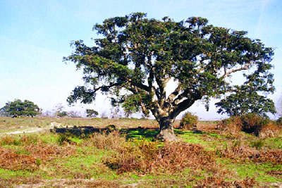 Alcornocales