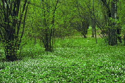 Bosques Mixtos de Frondosas
