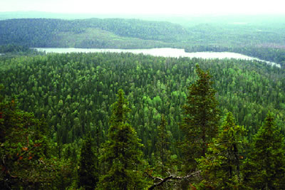 Bosques de píceas