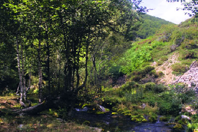 Bosques ribereños