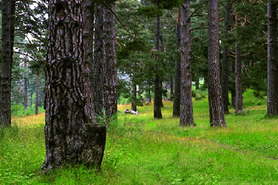 Pinares Eurosiberianos