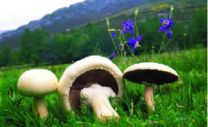 Agaricus arvensis (Excelente comestible)