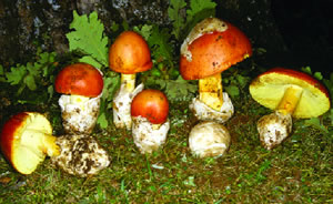 Amanita caesarea (Excelente comestible)