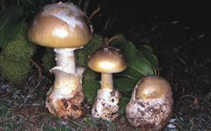 Amanita phalloides (Venenosa mortal).
