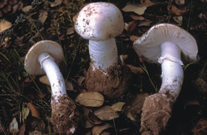 Amanita verna (Venenosa mortal).