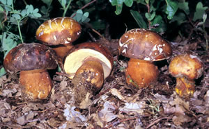 Boletus aereus (Excelente comestible)