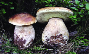 Boletus edulis (Excelente comestible)