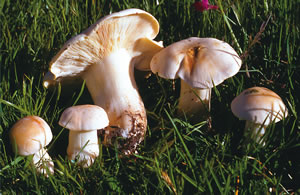 Calocybe gambosa (Excelente comestible)