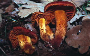 Cortinarius orellanus (Venenosa mortal).