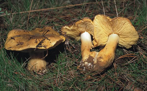 Tricholoma equestre (No comestible). En los últimos años, Tricholoma equestre y/o Tricholoma auratum han causado intoxicaciones mortales que se están estudiando.