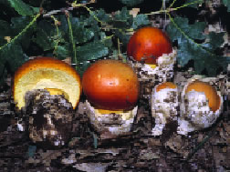 <em>Amanita caesarea</em> que en su fase de “huevo” puede no estar permitida su recolección.