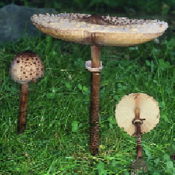 Macrolepiota procera abierta.